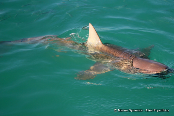 bronze whaler shark, gansbaai, south africa